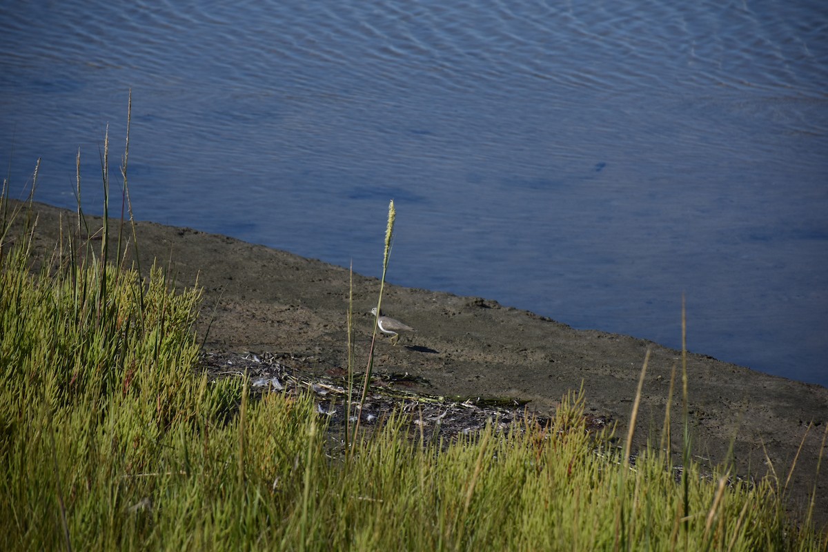 Spotted Sandpiper - ML641139749