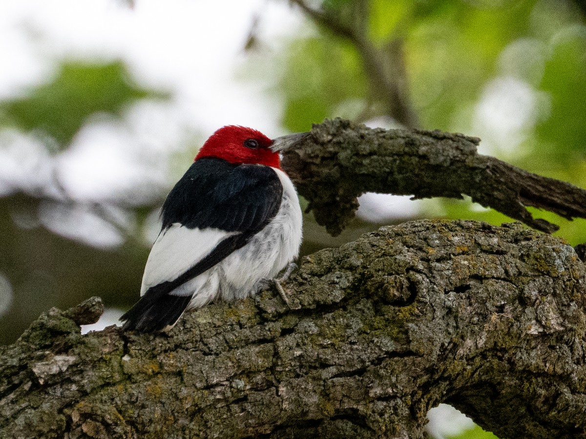 Red-headed Woodpecker - ML641139760