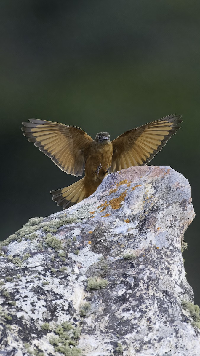 Cliff Flycatcher - ML641139783