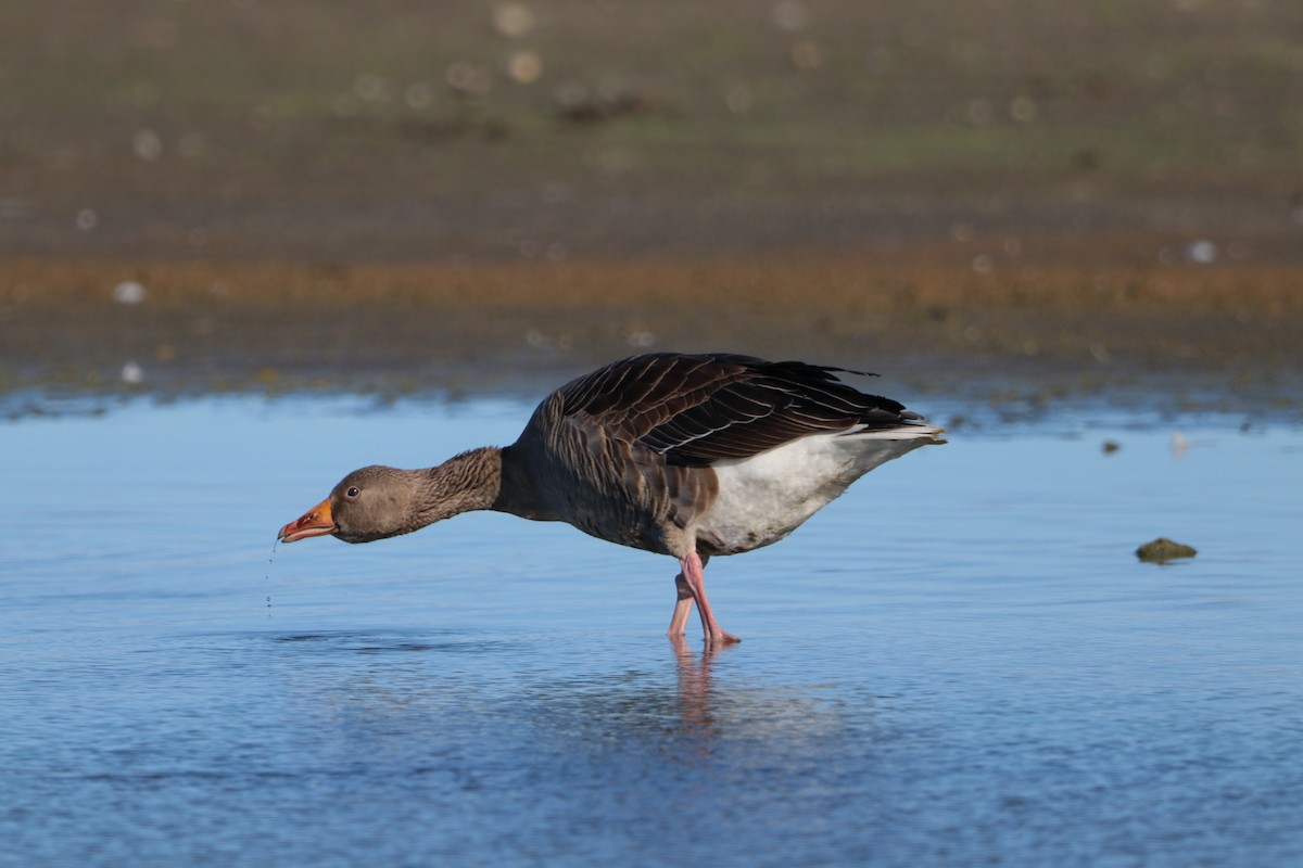 Graylag Goose - ML641139788