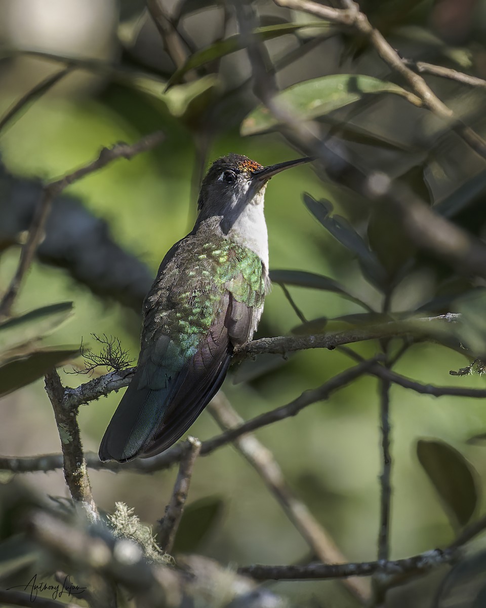 Diamantina Sabrewing - ML641139789