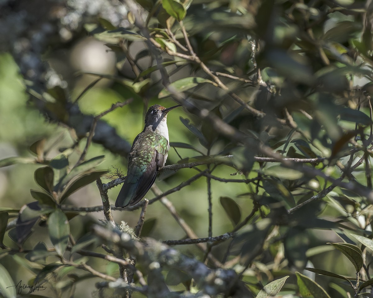 Diamantina Sabrewing - ML641139790