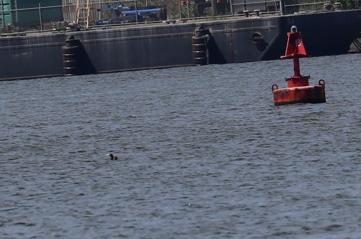 Brown Booby - ML641139821