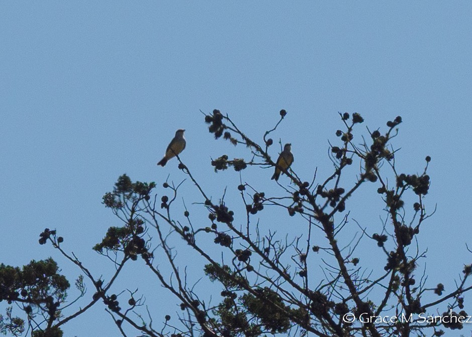Western Kingbird - ML641139836