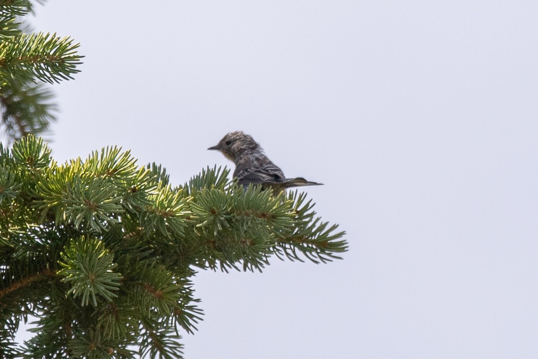 Yellow-rumped Warbler (Audubon's) - ML641139837
