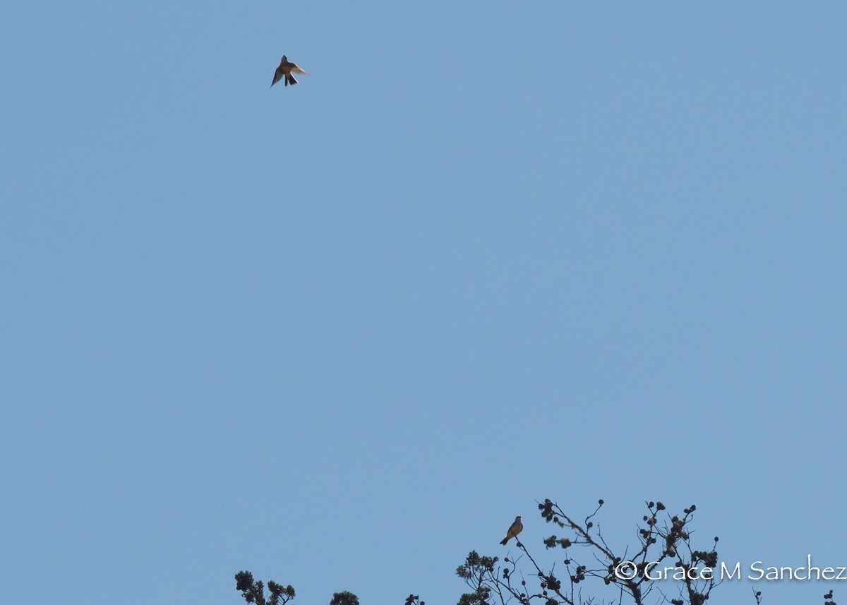 Western Kingbird - ML641139838