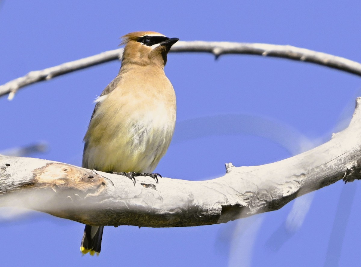 Cedar Waxwing - ML641139852