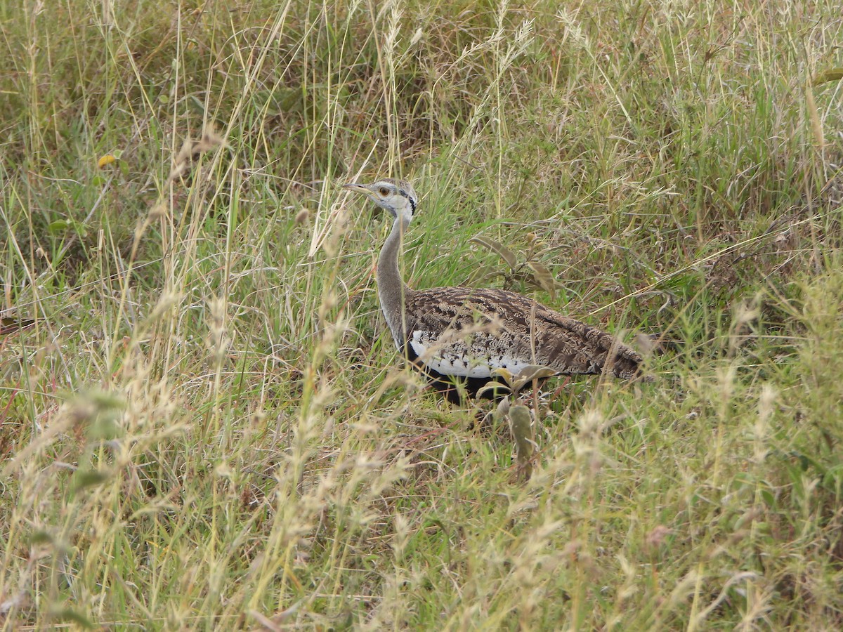 Hartlaub's Bustard - ML641139854
