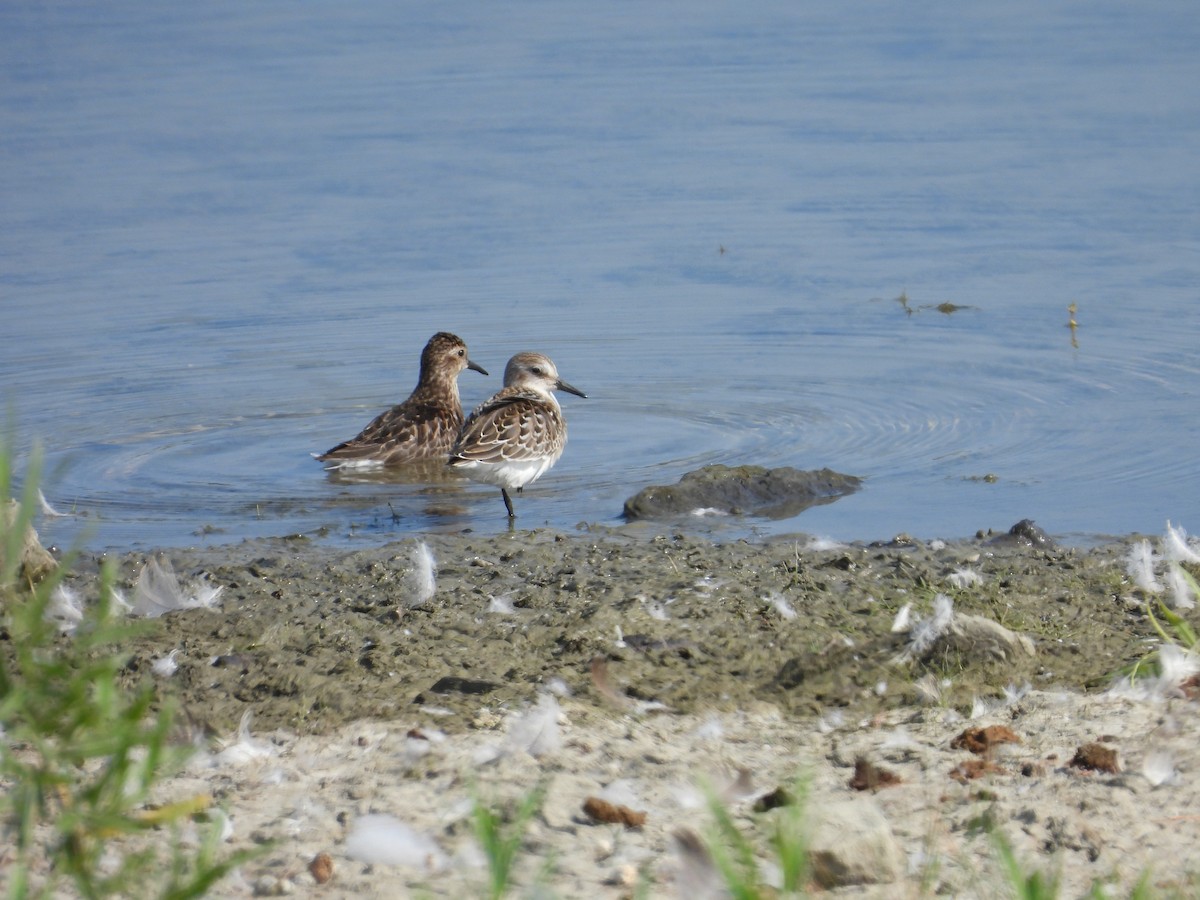 Semipalmated Sandpiper - ML641139855