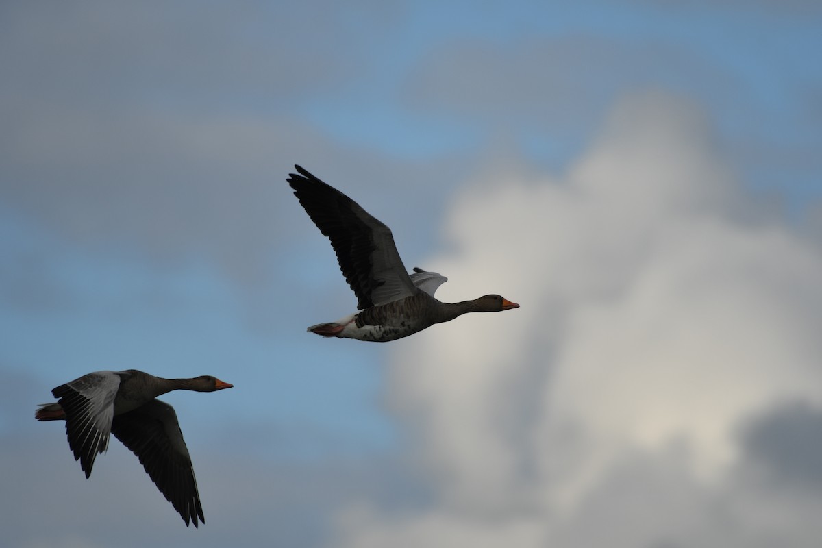 Graylag Goose - ML641139881