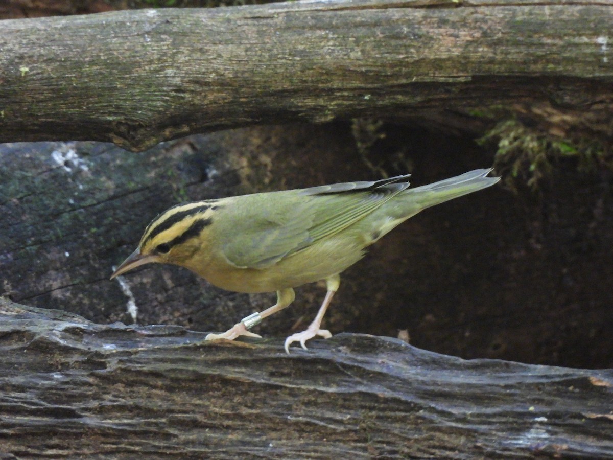 Worm-eating Warbler - ML641139887