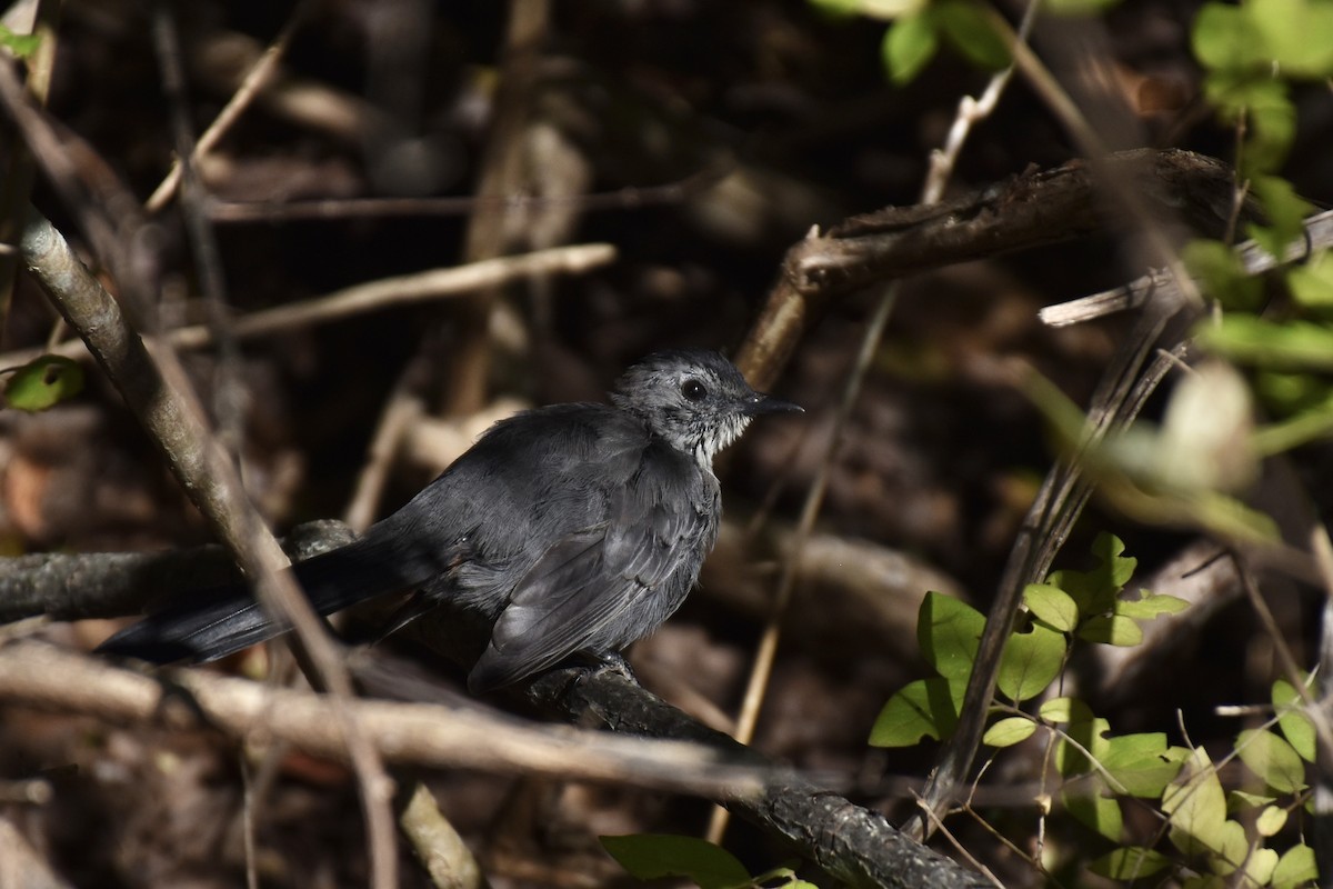 Gray Catbird - ML641139904
