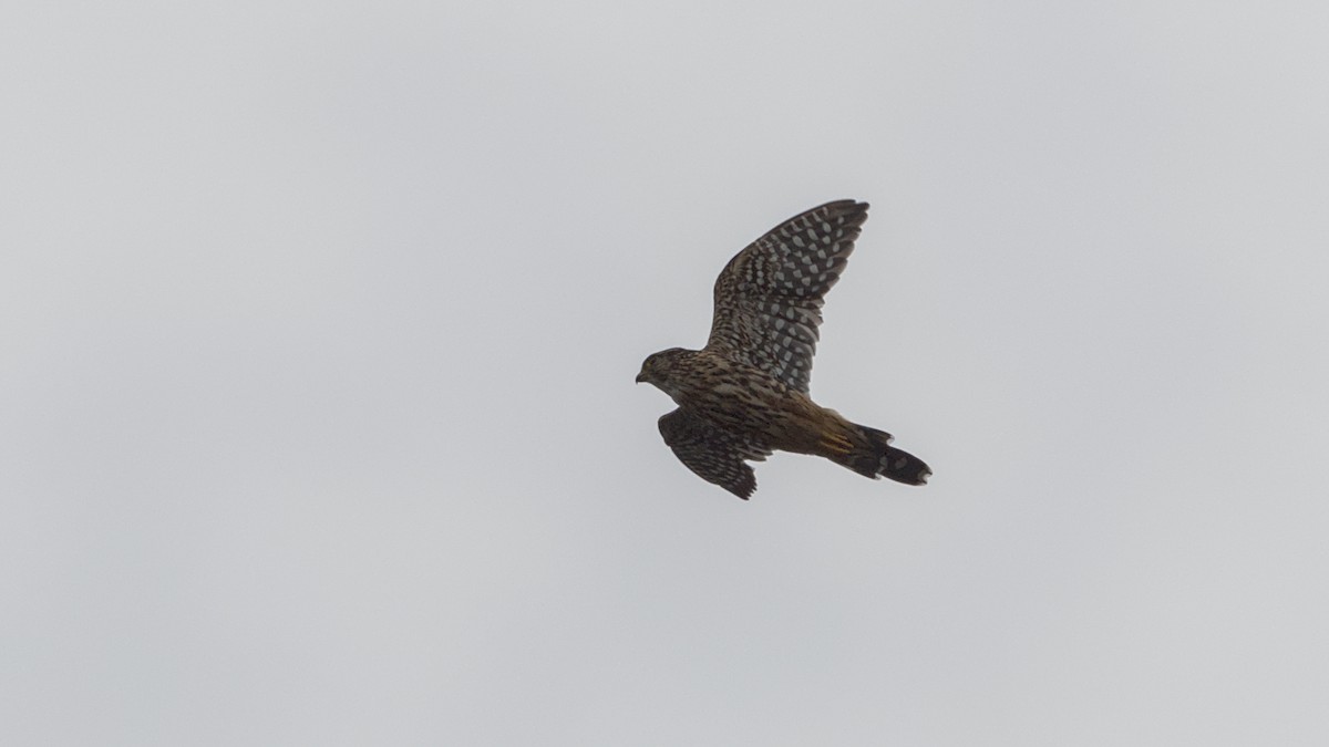 灰背隼 - ML641139948