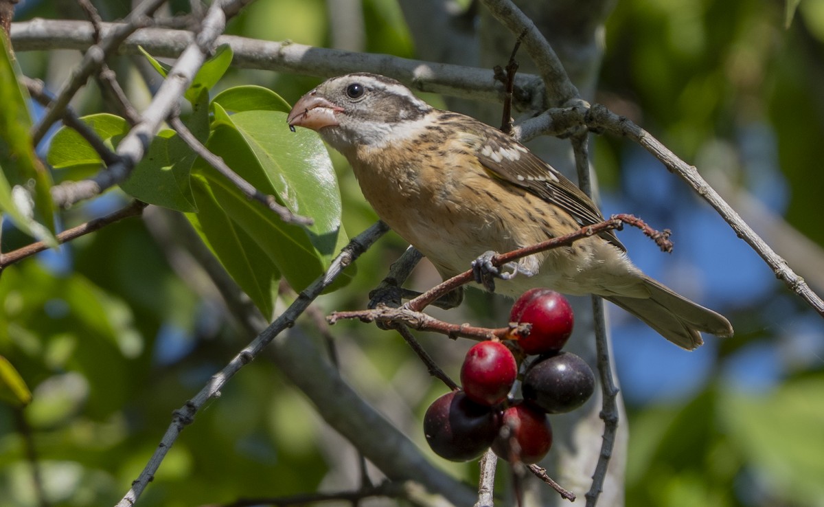 Black-headed Grosbeak - ML641139956
