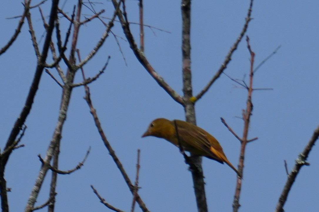 Summer Tanager - ML641140029