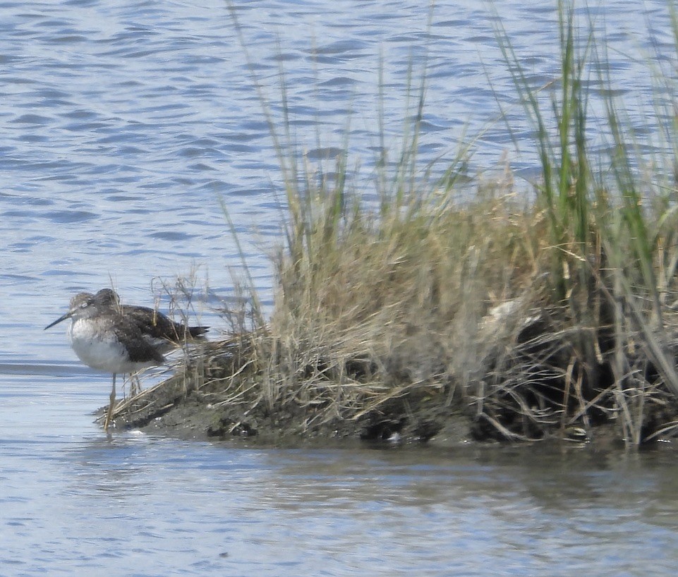 plystresnipe - ML641140033