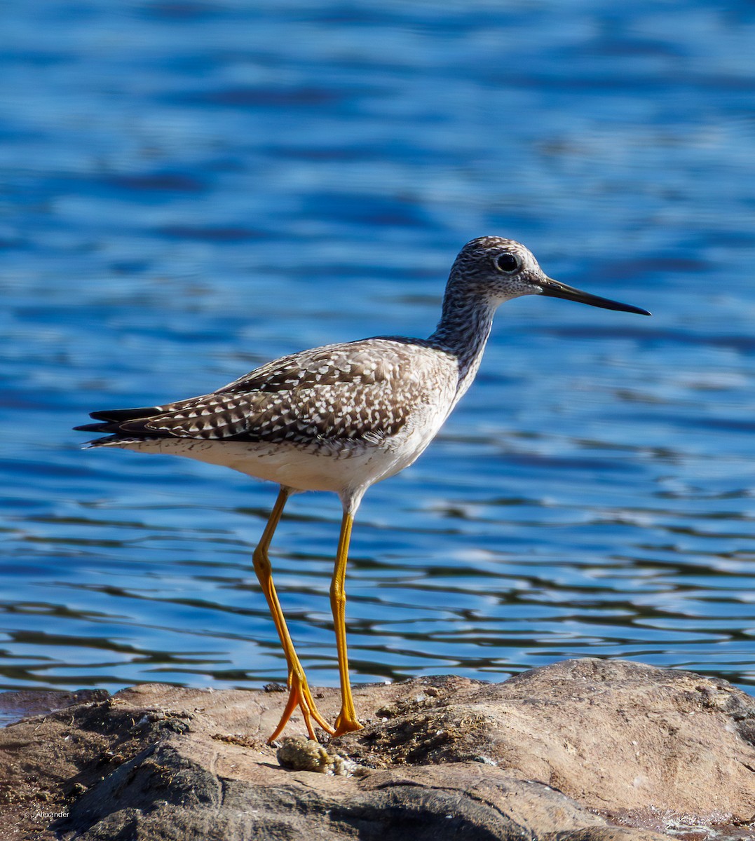 plystresnipe - ML641140037