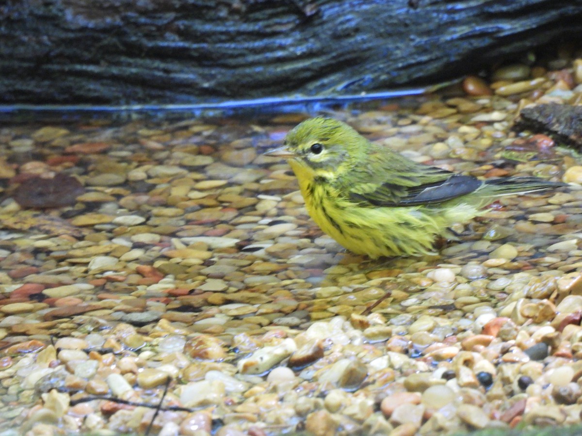 Prairie Warbler - ML641140057