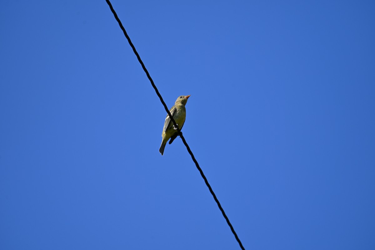 Western Tanager - ML641140068