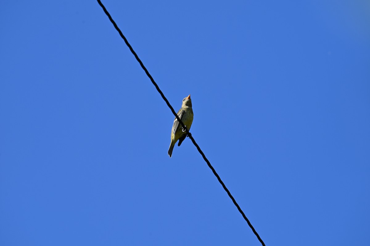 Western Tanager - ML641140069