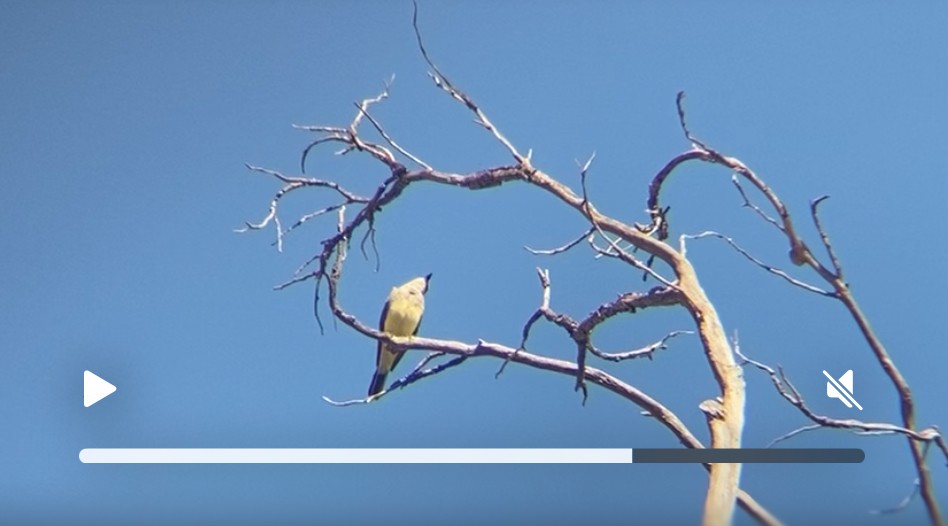 Western Kingbird - ML641140080