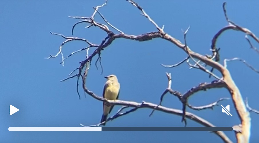 Western Kingbird - ML641140081