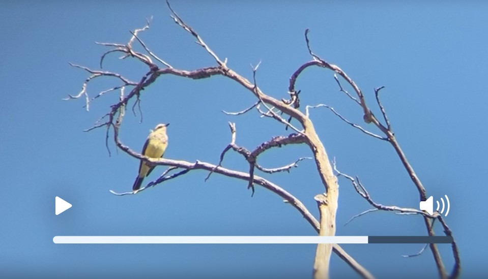 Western Kingbird - ML641140082
