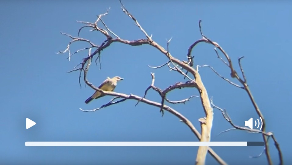 Western Kingbird - ML641140083