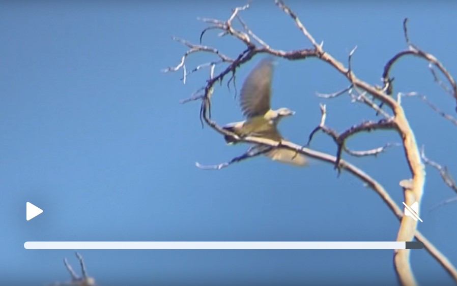 Western Kingbird - ML641140084