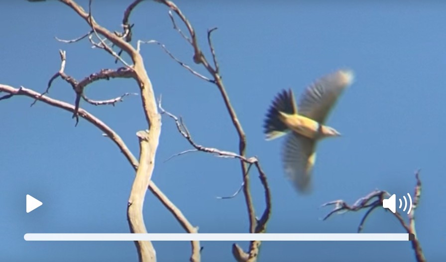 Western Kingbird - ML641140085