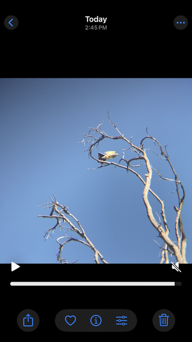 Western Kingbird - ML641140086