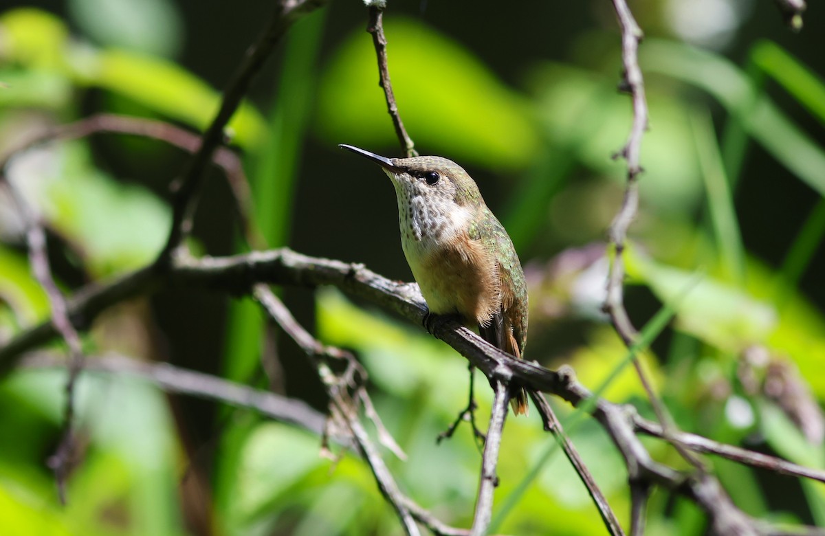 Bumblebee Hummingbird - ML641140092