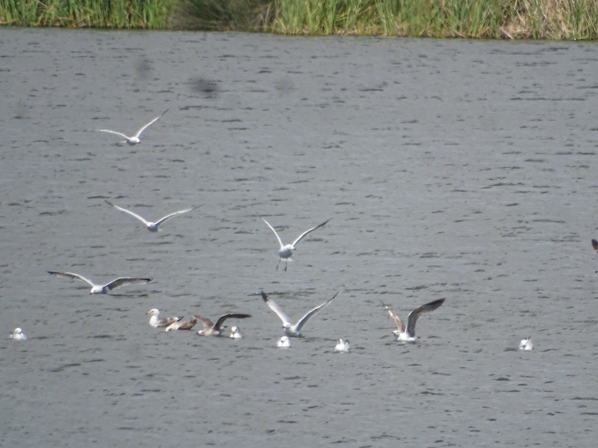 Audouin's Gull - ML641140101