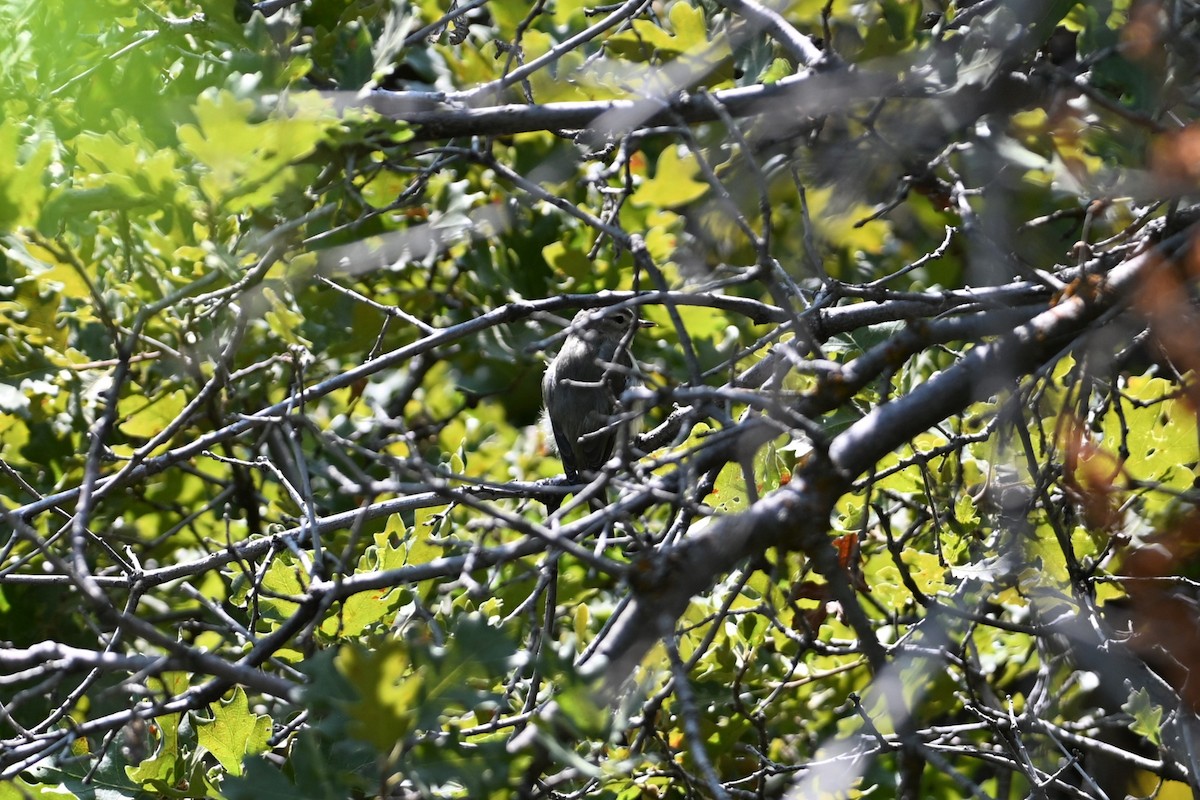 Warbling Vireo - ML641140117