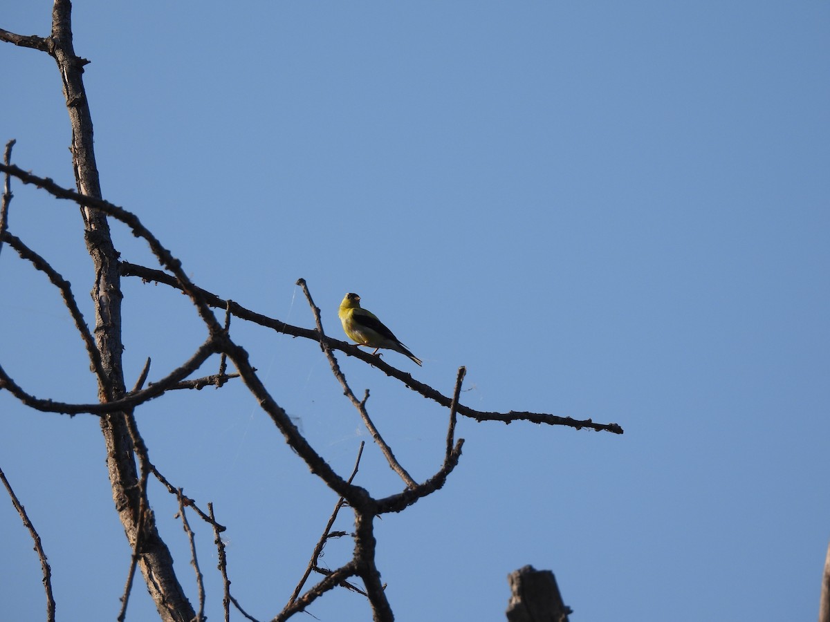 American Goldfinch - ML641140128
