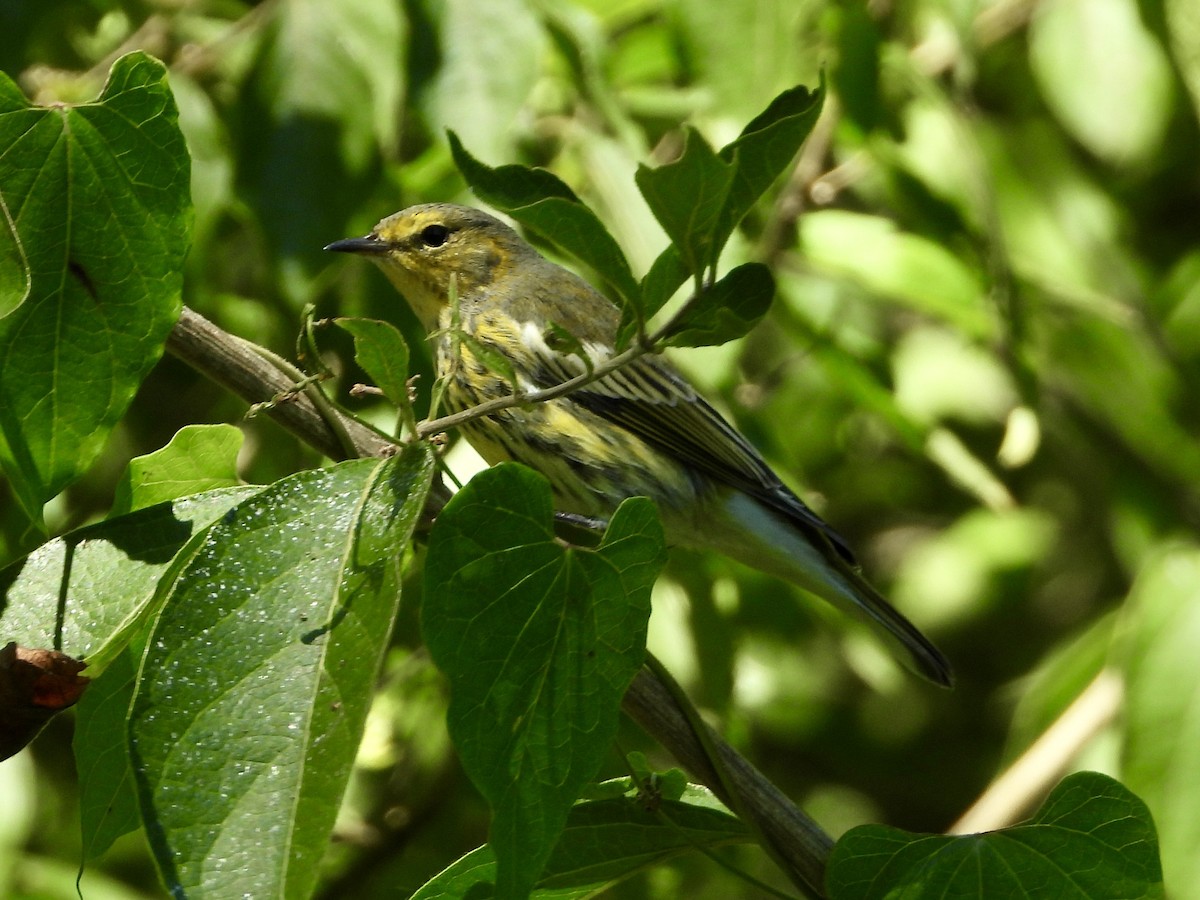 Cape May Warbler - ML641140131