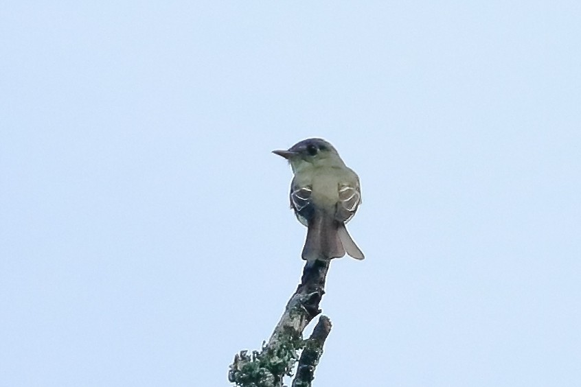 Doğulu Pivi - ML641140138