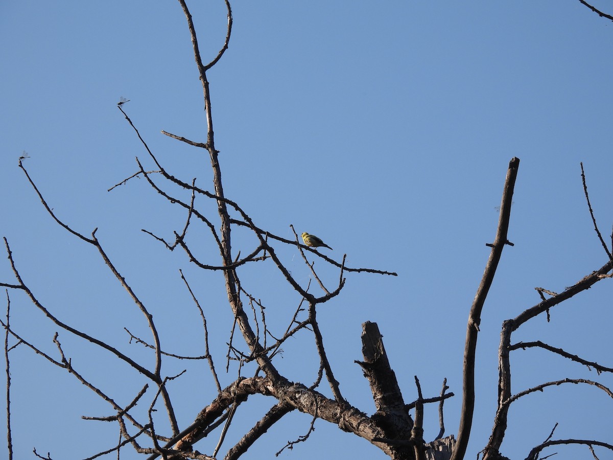 American Goldfinch - ML641140141