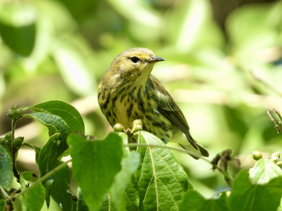 Cape May Warbler - ML641140142