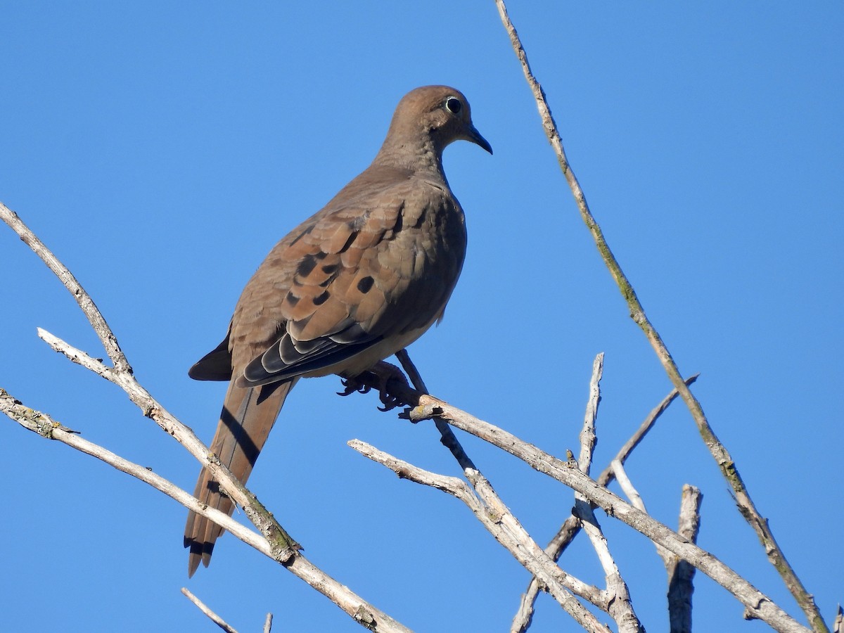 Mourning Dove - ML641140160