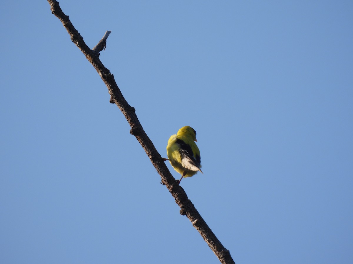 American Goldfinch - ML641140165