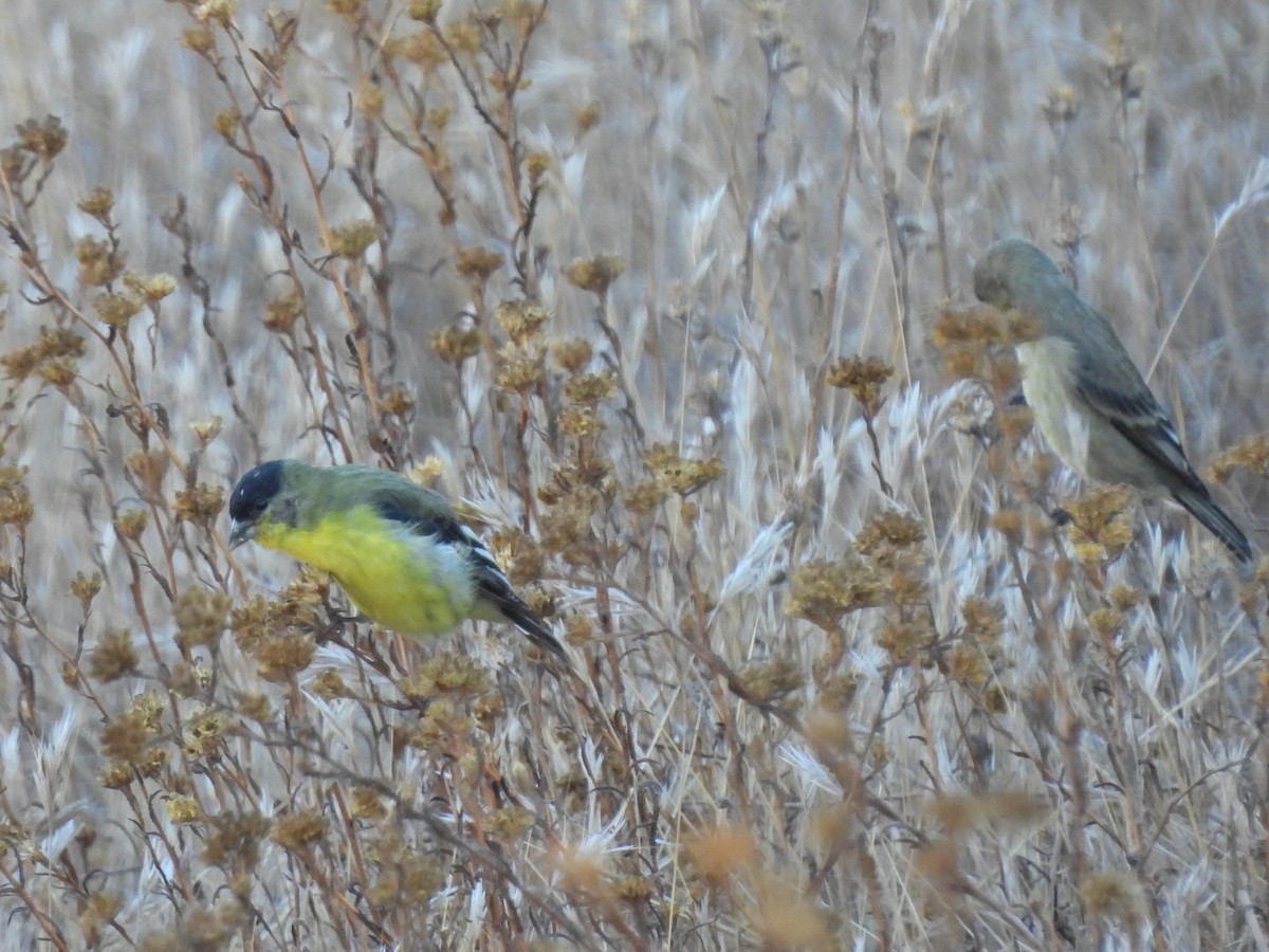 Lesser Goldfinch - ML641140175