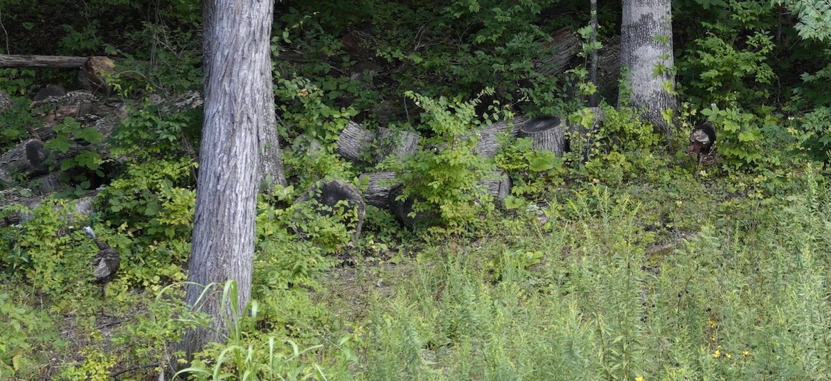 Wild Turkey - ML641140176
