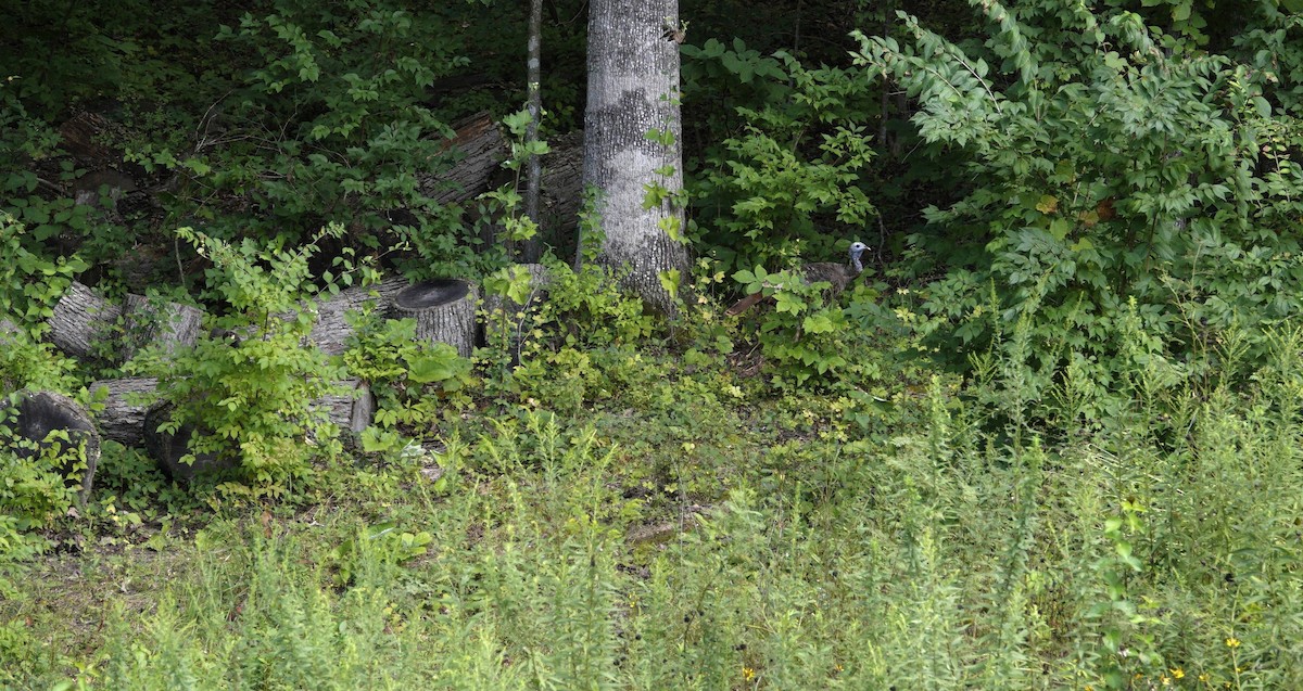 Wild Turkey - ML641140177