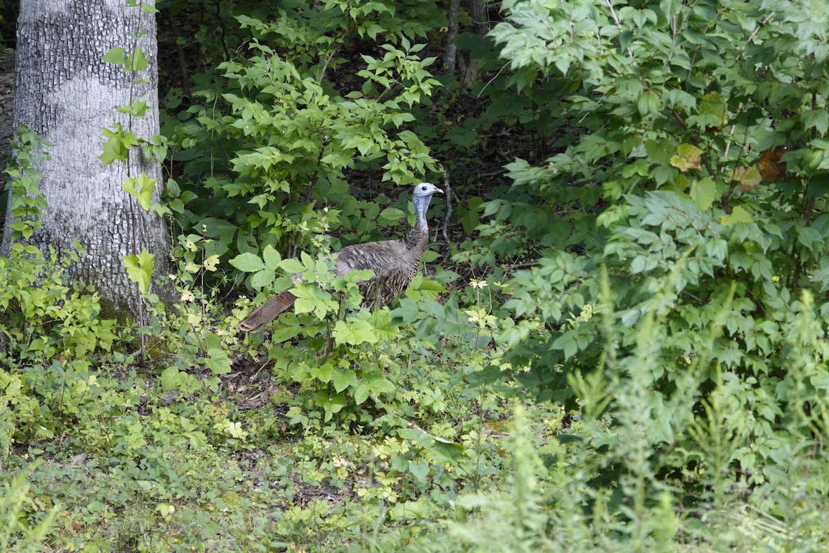 Wild Turkey - ML641140178