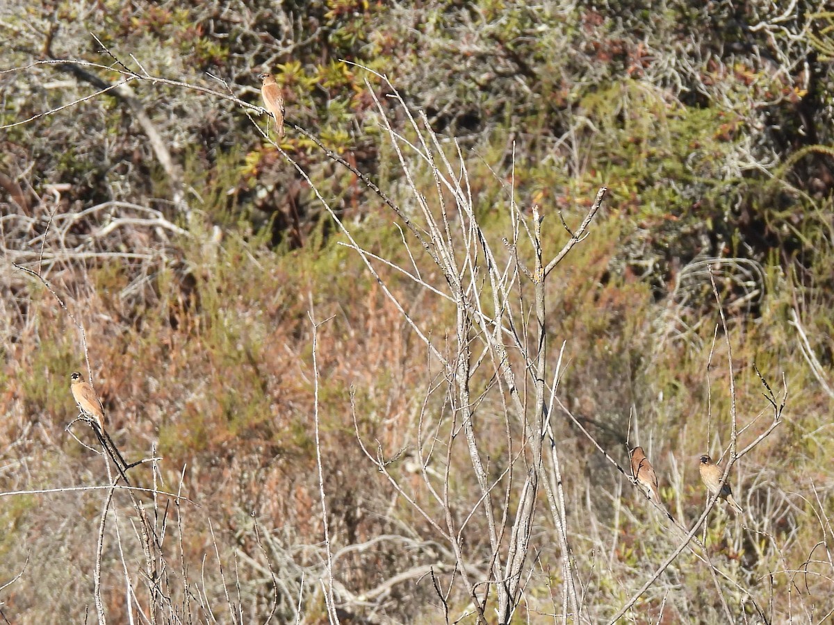 Scaly-breasted Munia - ML641140180