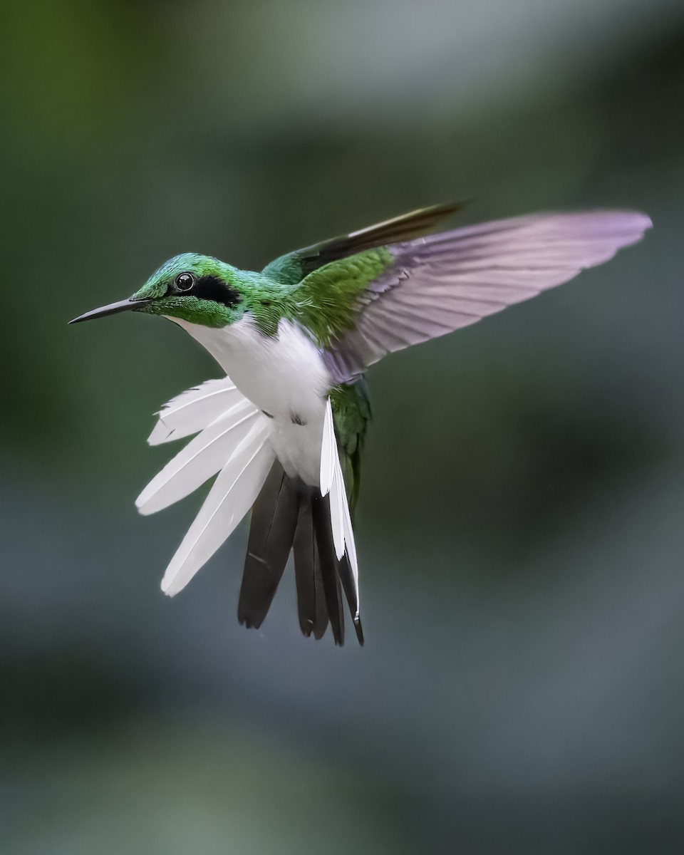 Black-eared Fairy - ML641140182
