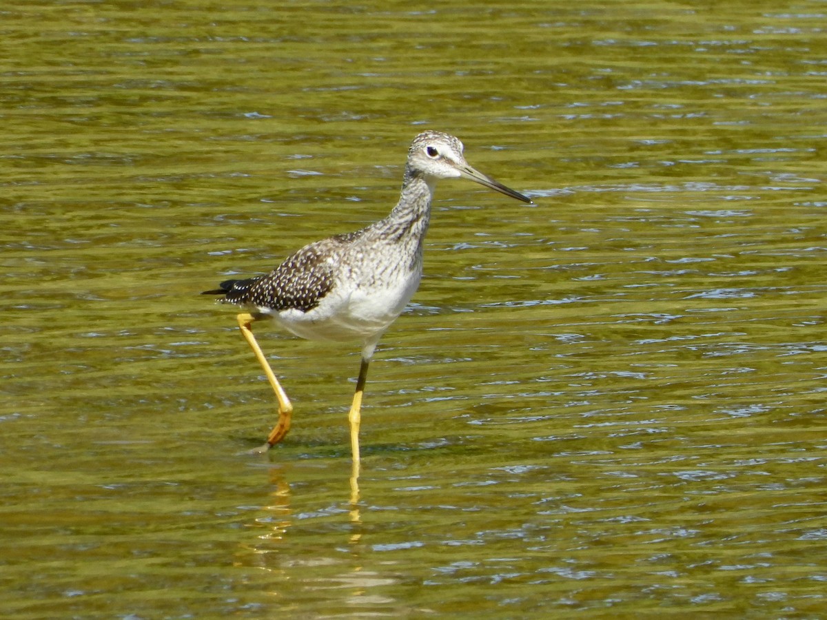 plystresnipe - ML641140184