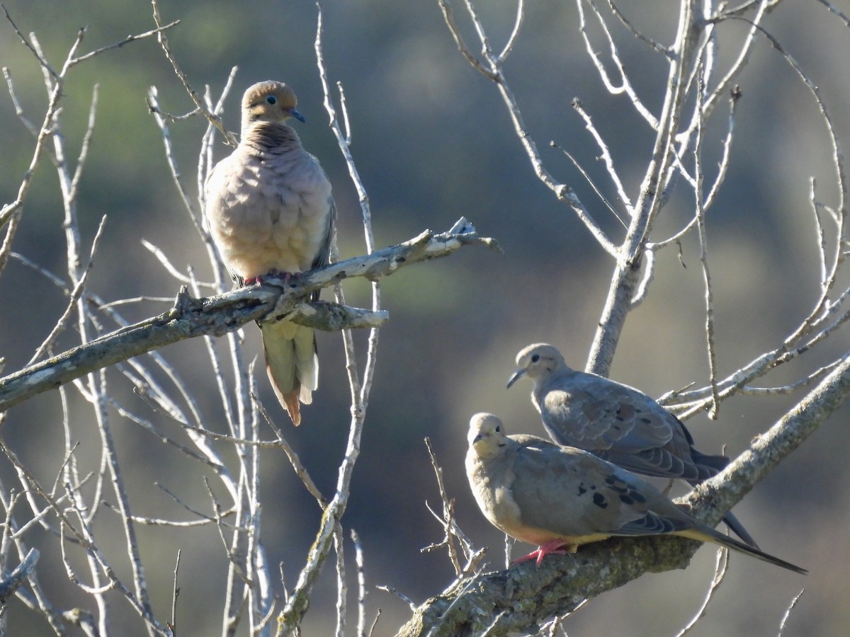 Mourning Dove - ML641140195