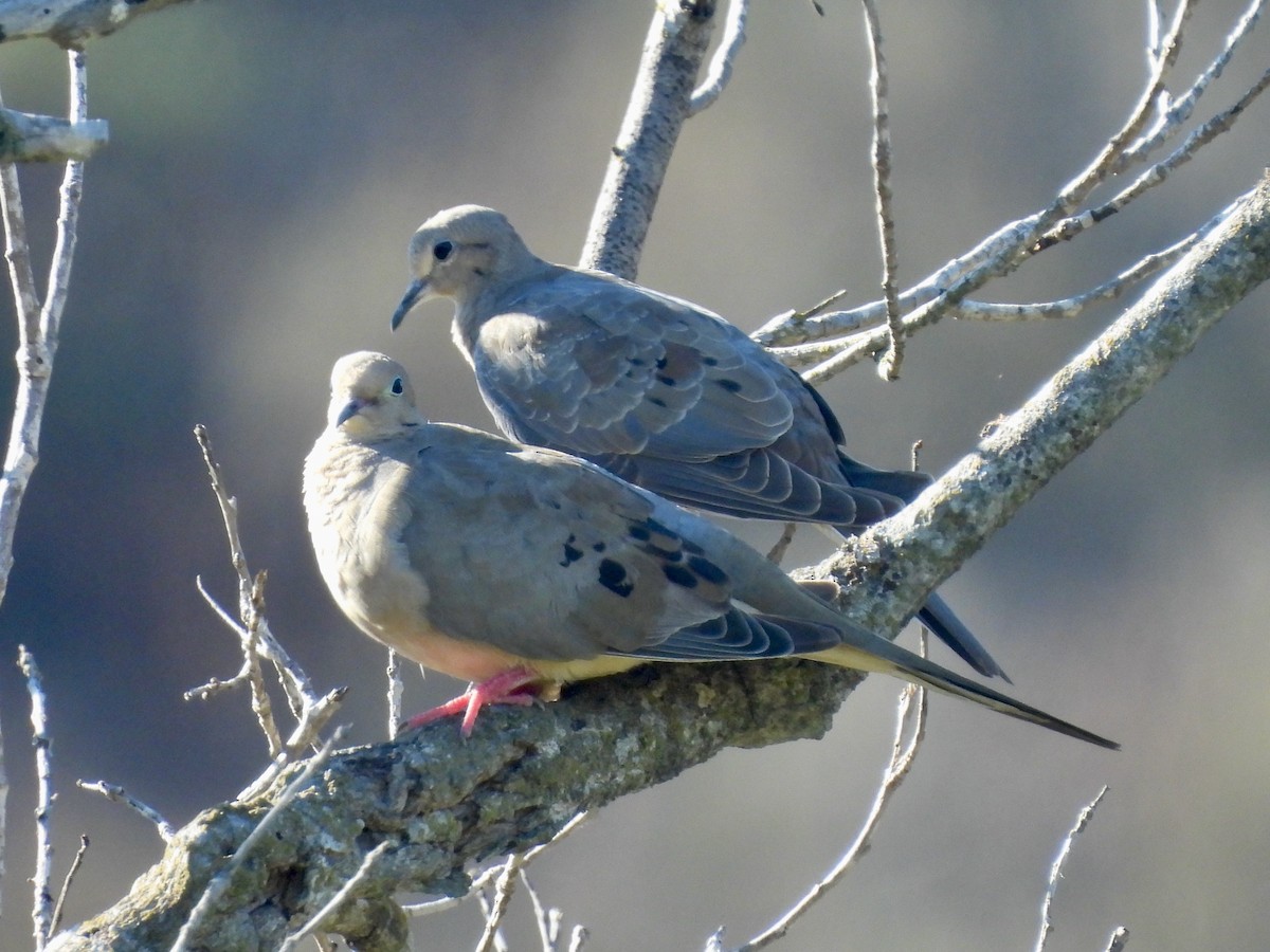 Mourning Dove - ML641140198